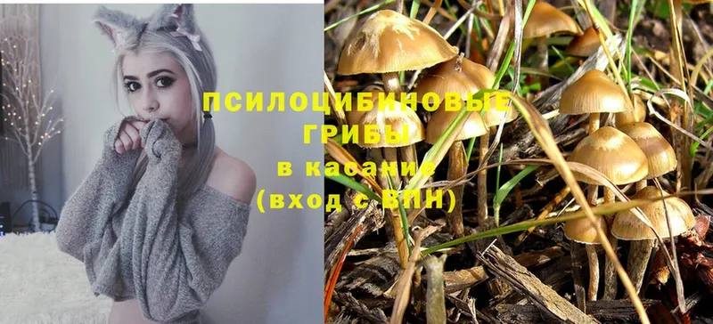 Псилоцибиновые грибы Magic Shrooms  дарнет шоп  Кизел 